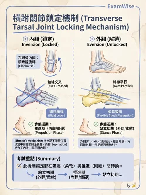 物治 - 踝與足部肌動學與生物力學 - AI 圖文解析預覽