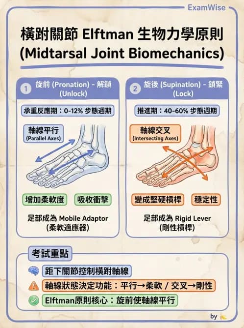 物治 - 踝與足部肌動學與生物力學 - AI 圖文解析預覽