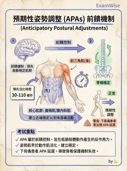 物治 - 軀幹肌動學與生物力學 - AI 圖文解析預覽