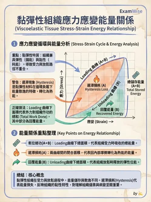物治 - 組織生物力學 - AI 圖文解析預覽