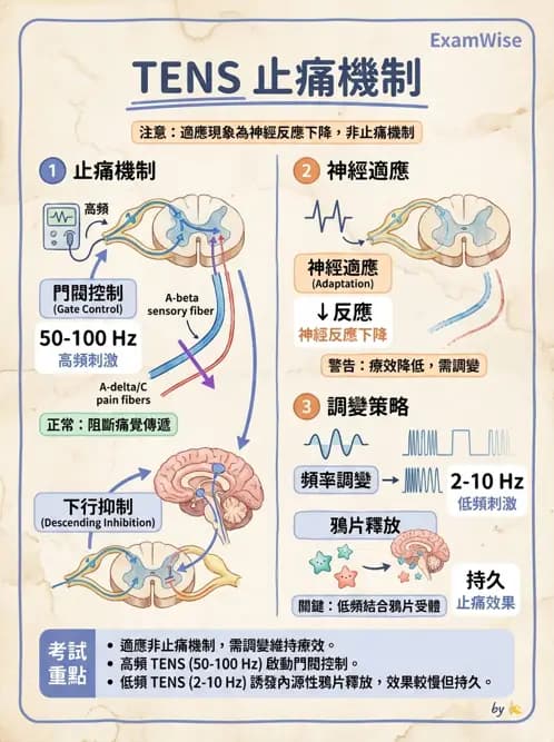 物治 - 經皮電刺激與電療基礎 - AI 圖文解析預覽