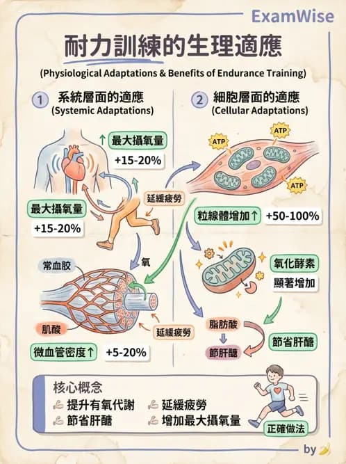 物治 - 肌耐力與神經肌肉適應 - AI 圖文解析預覽