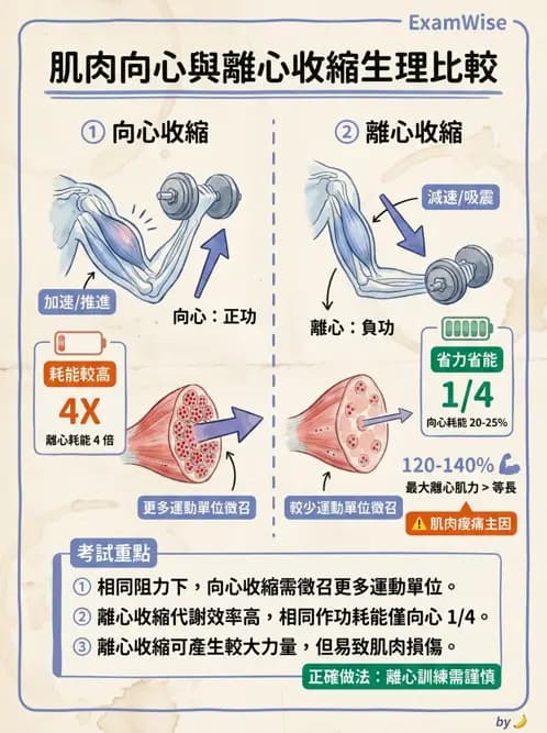 物治 - 肌力訓練方法 - AI 圖文解析預覽