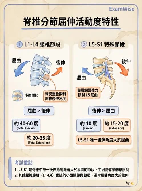 物治 - 脊椎鬆動術 - AI 圖文解析預覽