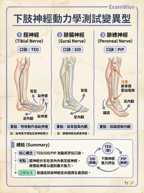 物治 - 神經鬆動術 - AI 圖文解析預覽