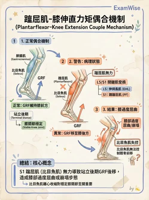 物治 - SCI功能預後與復健訓練 - AI 圖文解析預覽