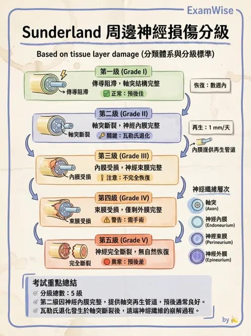 物治 - 周邊神經損傷與復健 - AI 圖文解析預覽