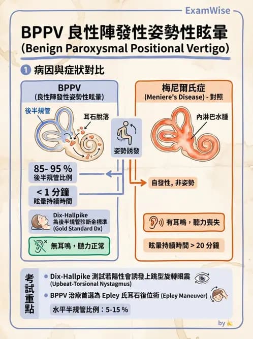 物治 - 前庭系統與前庭復健 - AI 圖文解析預覽
