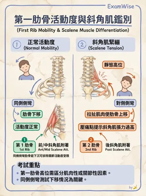 物治 - 胸椎與肋骨 - AI 圖文解析預覽