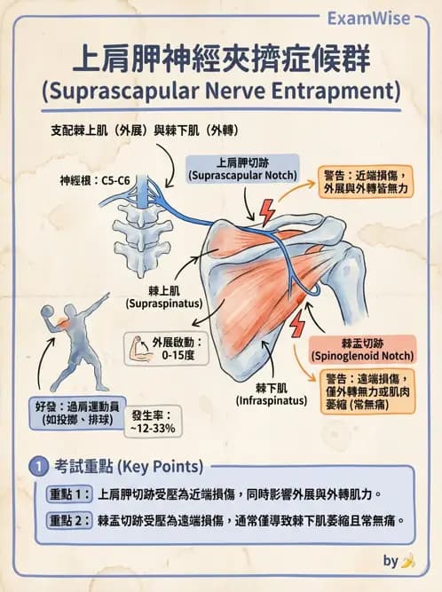 物治 - 肩胛生物力學與神經損傷 - AI 圖文解析預覽