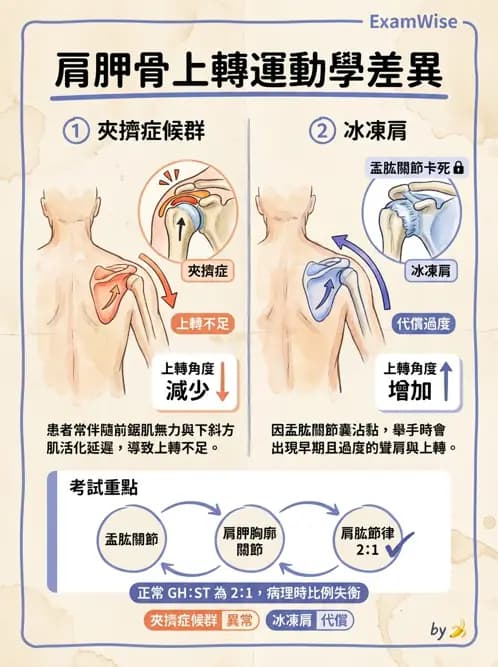 物治 - 冰凍肩與胸廓出口症候群 - AI 圖文解析預覽