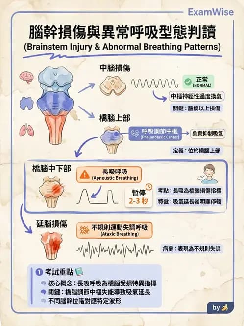 物治 - 呼吸臨床評估技術 - AI 圖文解析預覽