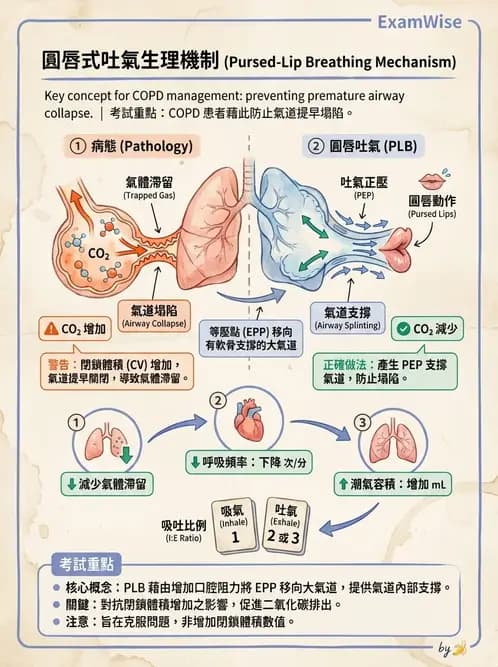 物治 - 氣道廓清與呼吸訓練技術 - AI 圖文解析預覽