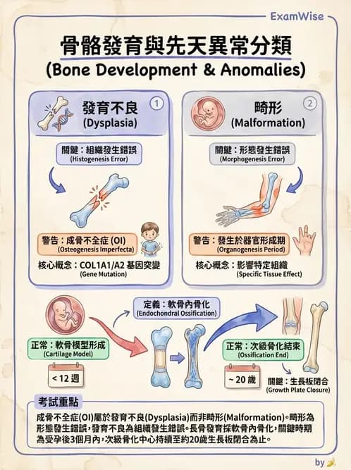 物治 - 小兒肌肉骨骼疾患物理治療 - AI 圖文解析預覽