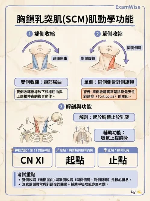 物治 - 軀幹與下肢肌肉解剖 - AI 圖文解析預覽