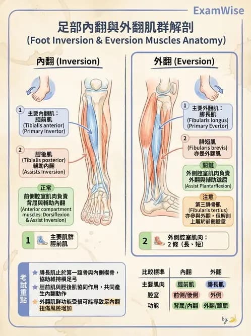 物治 - 軀幹與下肢肌肉解剖 - AI 圖文解析預覽