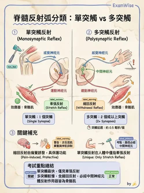 物治 - 中樞神經系統解剖 - AI 圖文解析預覽