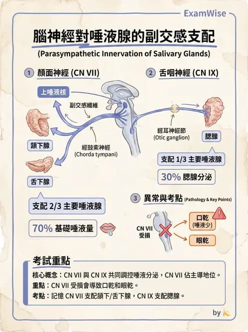 物治 - 腦神經與脊神經解剖 - AI 圖文解析預覽