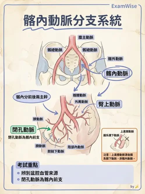 物治 - 心臟血管與血液解剖 - AI 圖文解析預覽