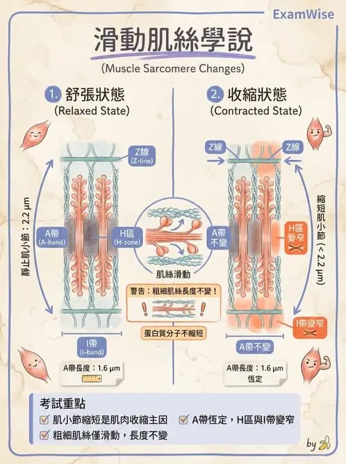 物治 - 肌肉收縮與纖維特性 - AI 圖文解析預覽