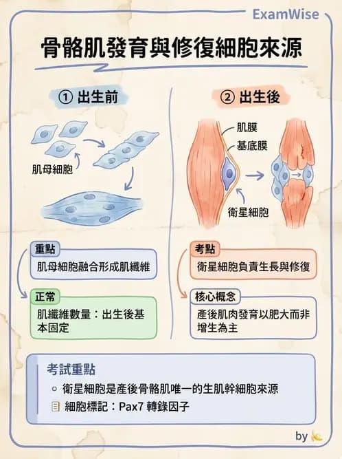 物治 - 骨骼生理與發展老化 - AI 圖文解析預覽