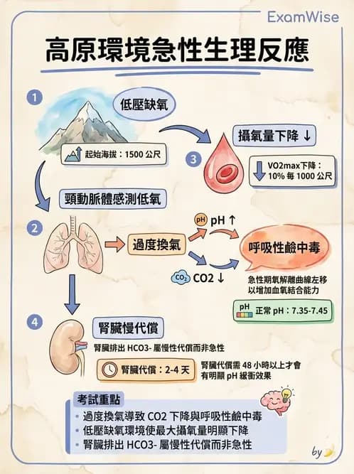 物治 - 運動與環境心肺生理 - AI 圖文解析預覽