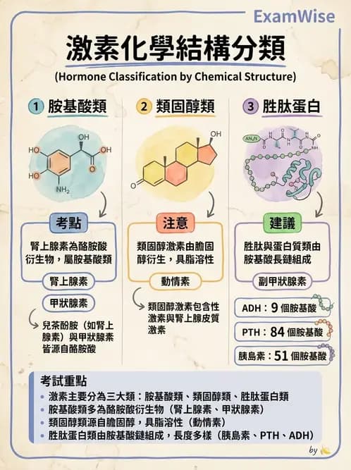 物治 - 內分泌系統生理 - AI 圖文解析預覽