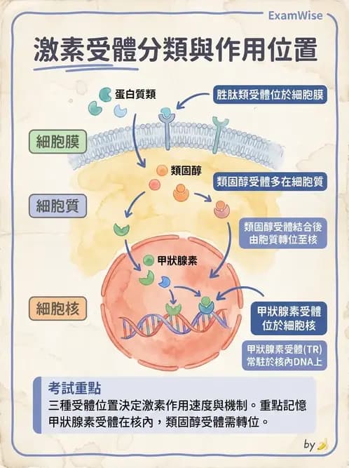 物治 - 內分泌系統生理 - AI 圖文解析預覽