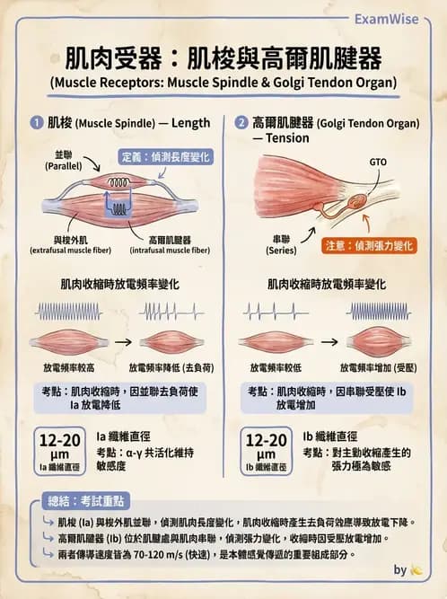 物治 - 肌肉力學與感覺運動控制 - AI 圖文解析預覽