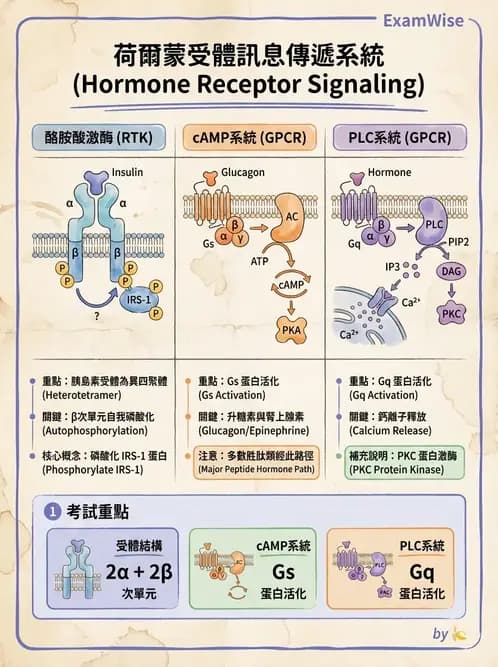物治 - 內分泌系統生理 - AI 圖文解析預覽