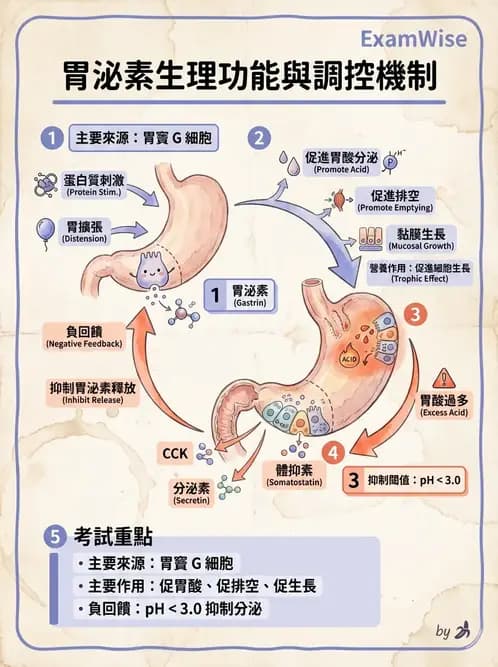 物治 - 消化泌尿系統生理 - AI 圖文解析預覽
