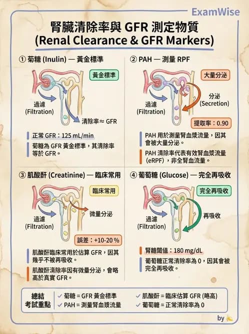 物治 - 消化泌尿系統生理 - AI 圖文解析預覽