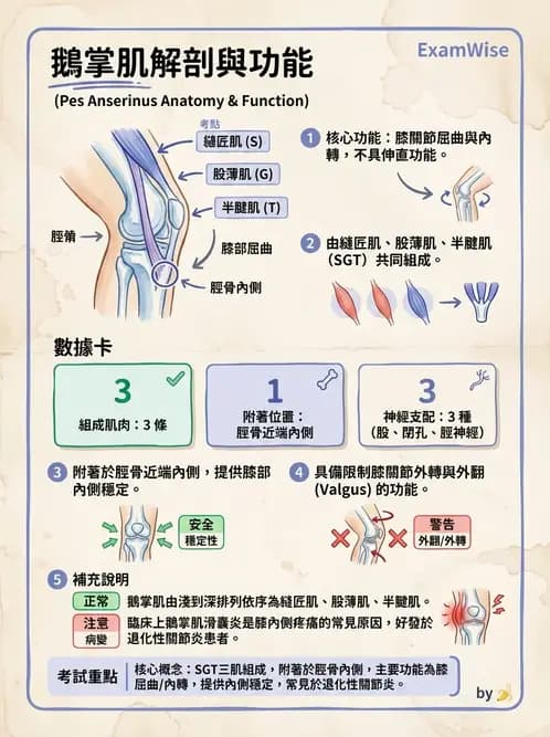 物治 - 膝關節肌動學與生物力學 - AI 圖文解析預覽