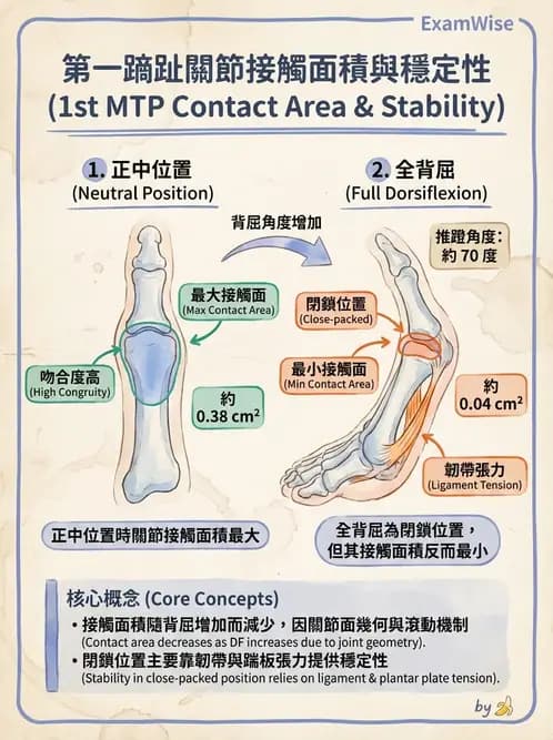 物治 - 踝與足部肌動學與生物力學 - AI 圖文解析預覽