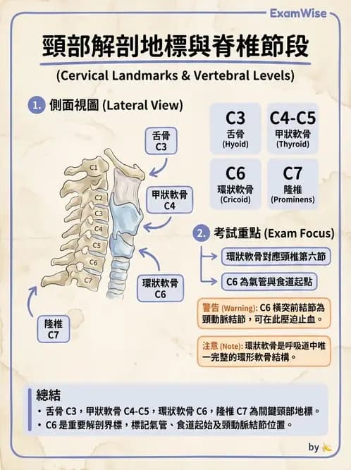 物治 - 頸椎肌動學與生物力學 - AI 圖文解析預覽