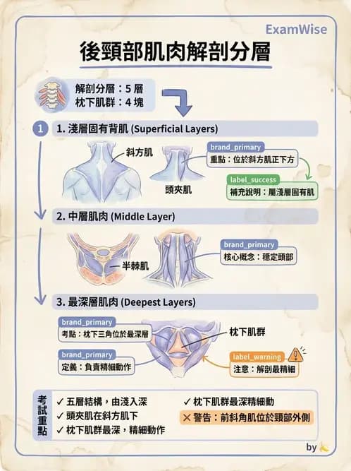 物治 - 頸椎肌動學與生物力學 - AI 圖文解析預覽