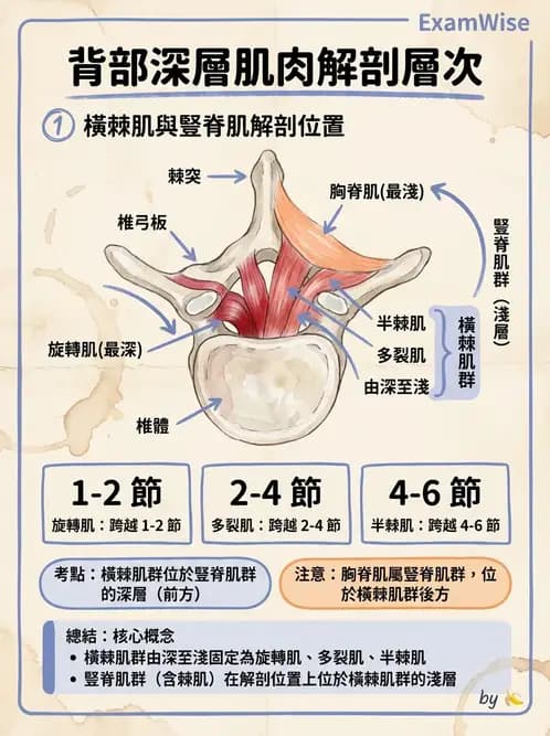 物治 - 軀幹肌動學與生物力學 - AI 圖文解析預覽