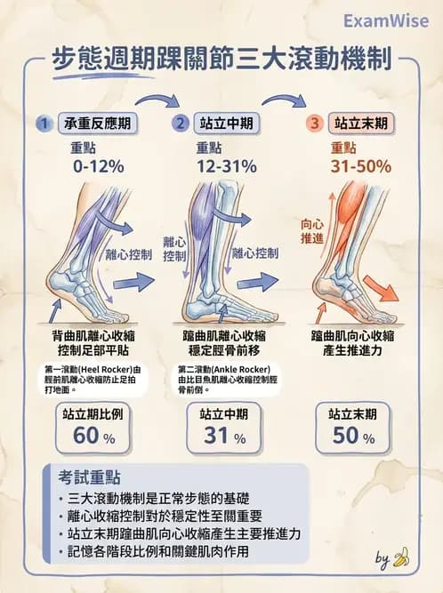 物治 - 步態週期與生物力學 - AI 圖文解析預覽
