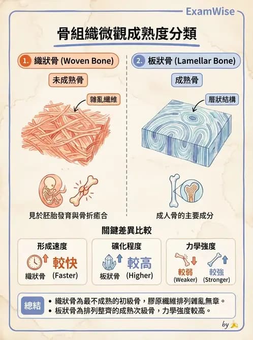 物治 - 組織生物力學 - AI 圖文解析預覽