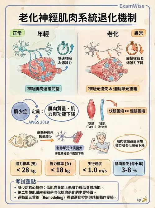 物治 - 骨骼生理與發展老化 - AI 圖文解析預覽