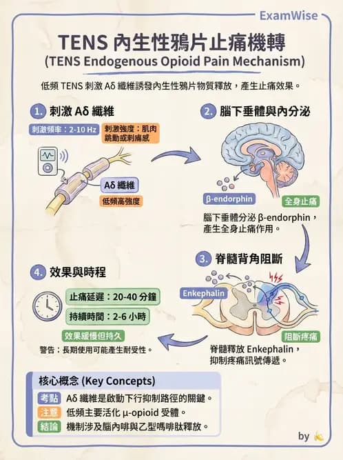 物治 - 經皮電刺激與電療基礎 - AI 圖文解析預覽