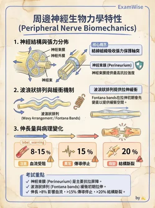 物治 - 神經鬆動術 - AI 圖文解析預覽