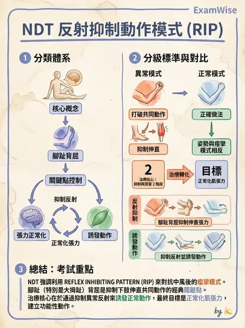 物治 - 神經治療學派技術 - AI 圖文解析預覽