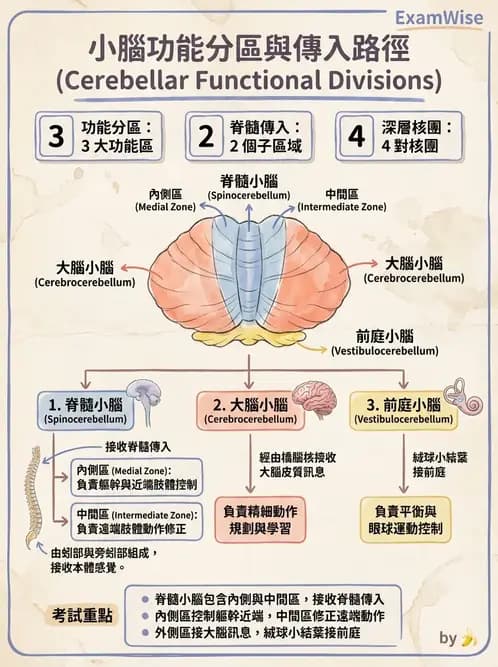 物治 - 小腦疾病物理治療 - AI 圖文解析預覽