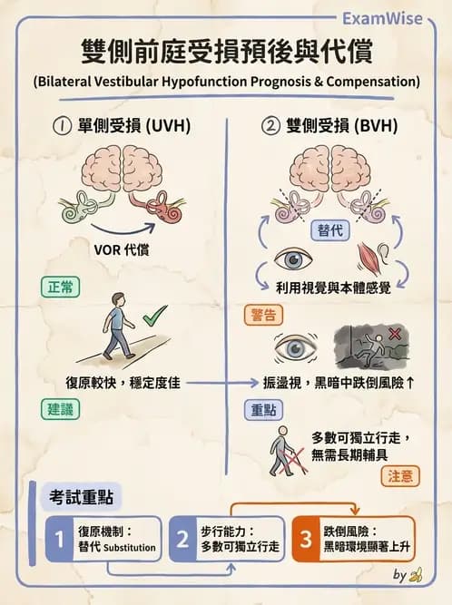 物治 - 前庭系統與前庭復健 - AI 圖文解析預覽