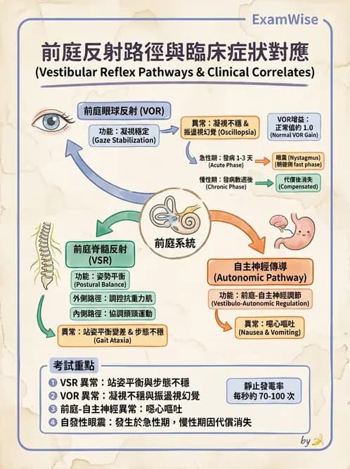 物治 - 前庭系統與前庭復健 - AI 圖文解析預覽