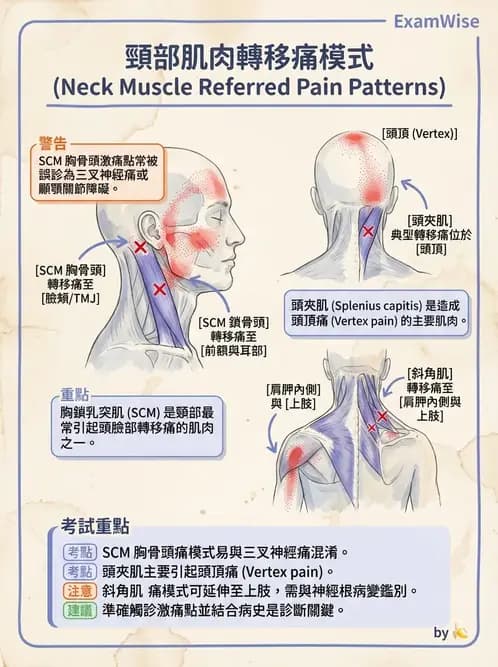 物治 - 頸椎評估與病理 - AI 圖文解析預覽