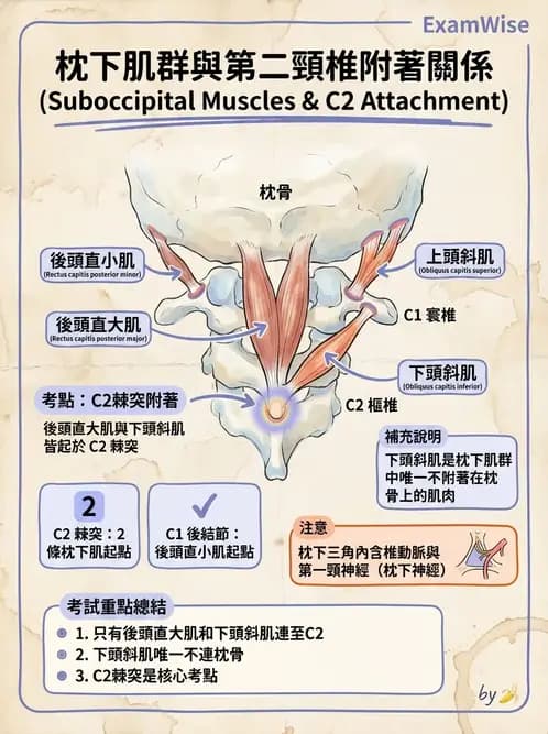 物治 - 頸椎評估與病理 - AI 圖文解析預覽