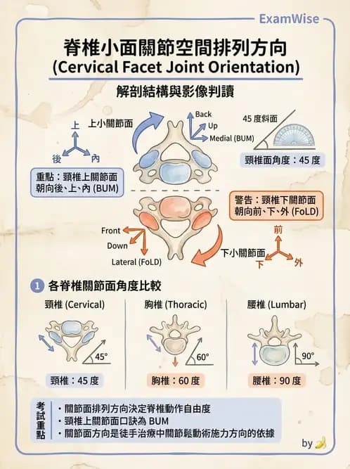 物治 - 頸椎評估與病理 - AI 圖文解析預覽