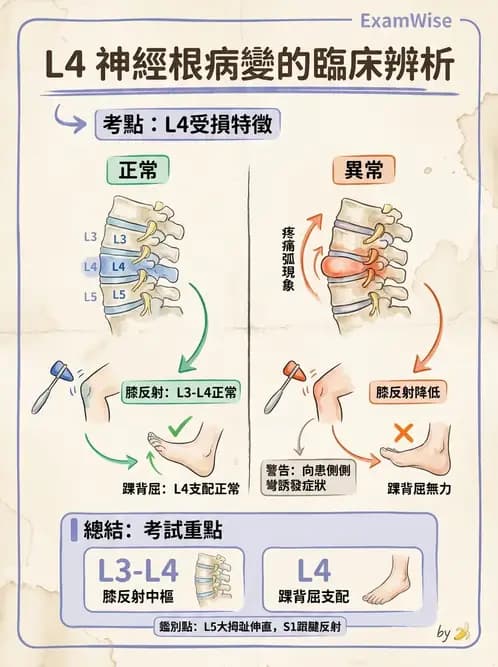 物治 - 腰椎椎間盤與脊椎狹窄 - AI 圖文解析預覽